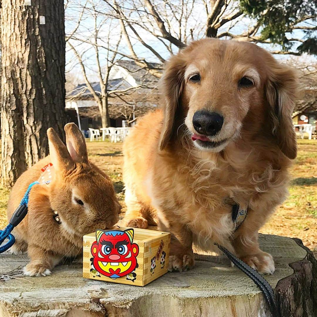 Chieko Shibutaさんのインスタグラム写真 - (Chieko ShibutaInstagram)「たろー🐶&うじゃこ🐰地方☀️ さんぽ🌱 赤鬼さん👹と切株お立ち台で 待ってますよ〜🐶🐰 👹は外〜！ おやつタイムは　年の数だけ 🐶🍗ボーロと🐰🍎ボーロ 美味しかった😋❤️ シュ⤴︎ 🐶🐰誘ってくれて　ありがとう❤️ 💕✨🐶🍀🐰✨💕 💕 #わんこの散歩 #dachshund #dachshunds #dachshundlove #dog #dogs #doglove #instadog #instagram #instagood #pet #pets #petsagram #cute #cutepe #cutepet #cutedog #cuteanimals #likes #smile #rabbit #ラビット #ミニュチュア #ミニュチュアダックス  #ミニュチュアダックスフント #うさぎ部 #うさぎ #ダックス #ダックスフンドロングヘアー#犬とうさぎ」2月3日 15時34分 - chieko.81