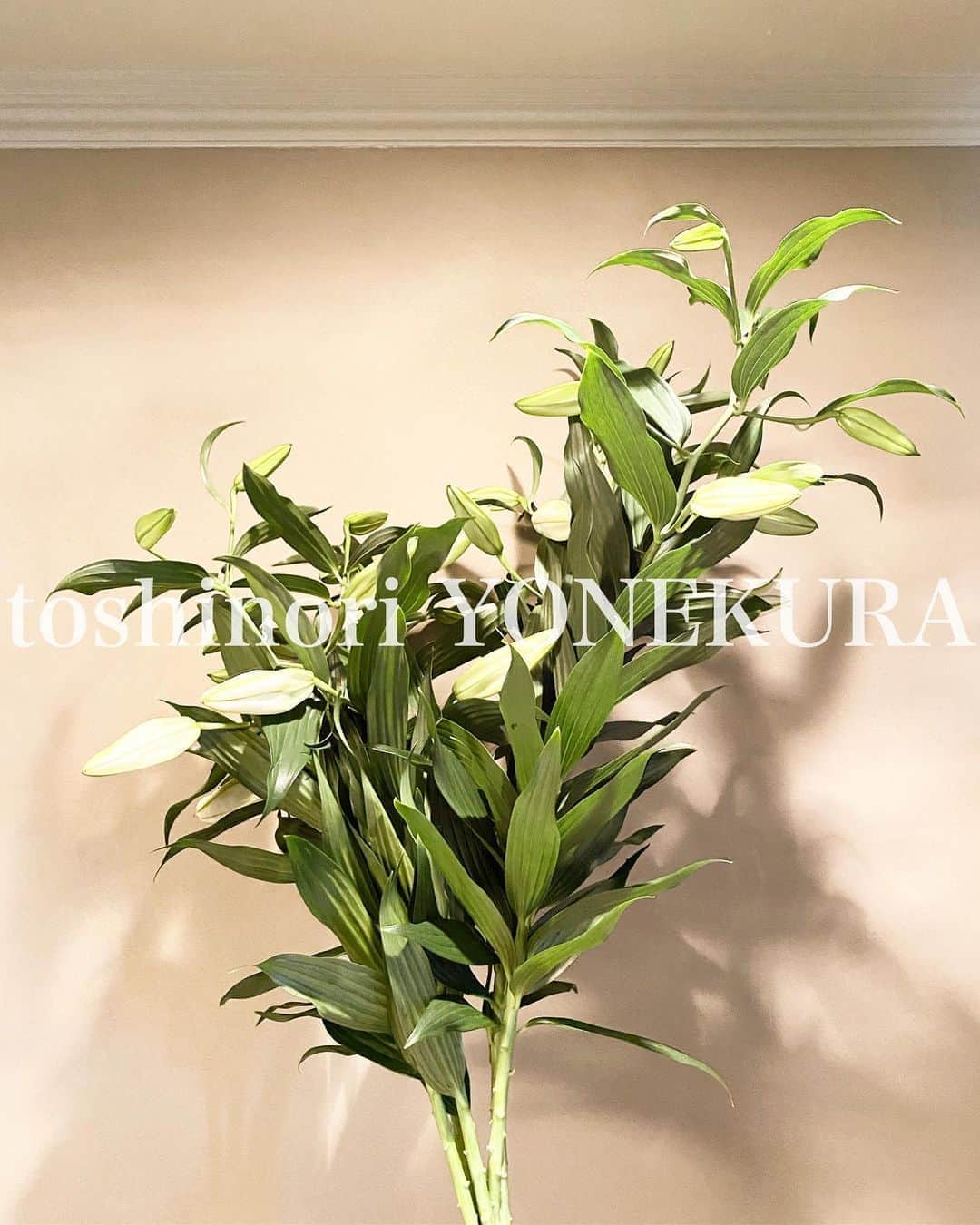のインスタグラム：「casablanca of this week #fresh #casablanca #flowerofthisweek」