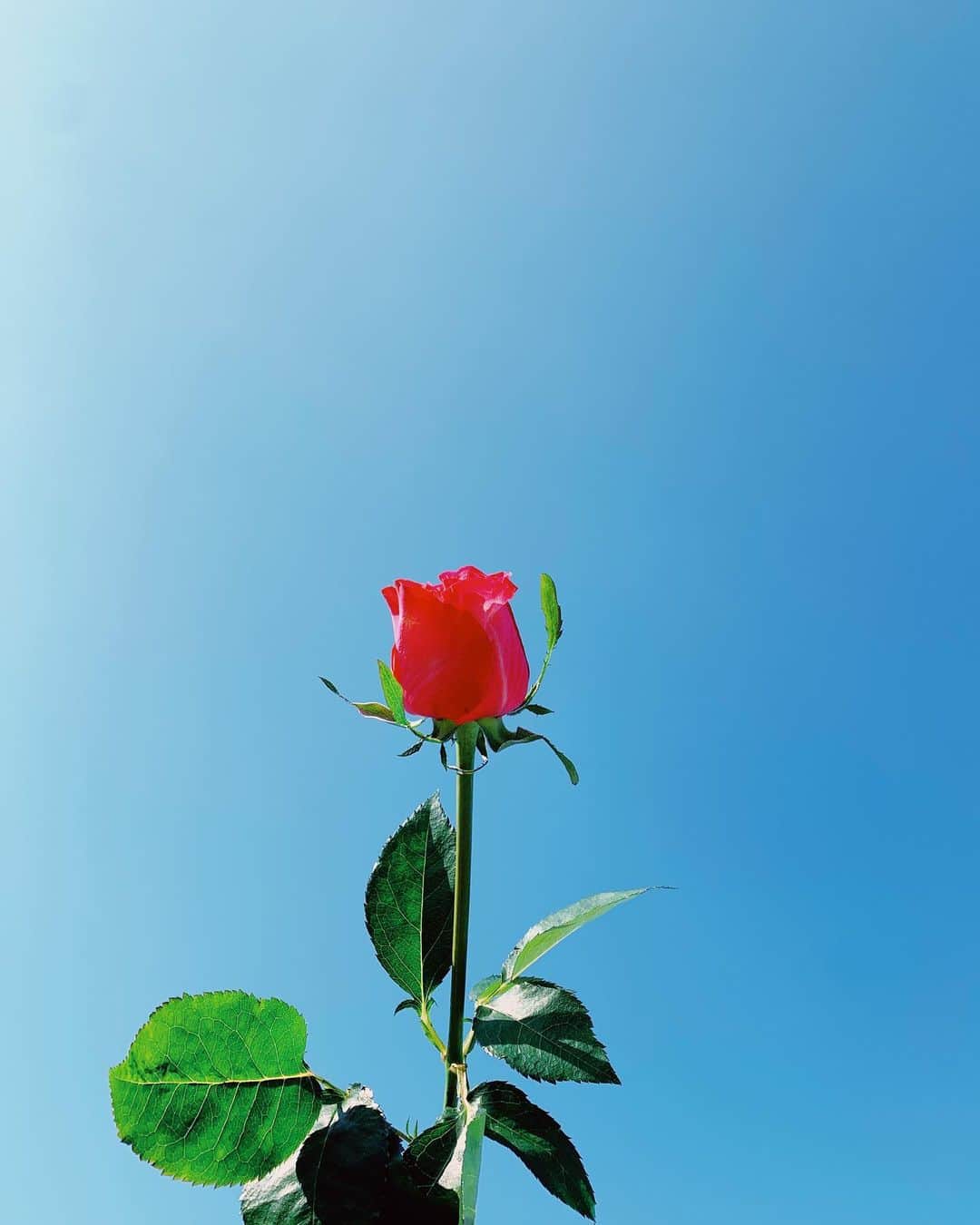 花盛友里のインスタグラム