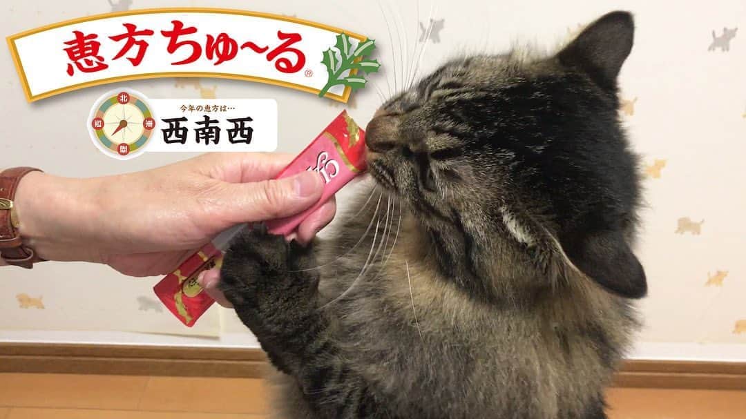 いなば CIAOちゅ～るのインスタグラム