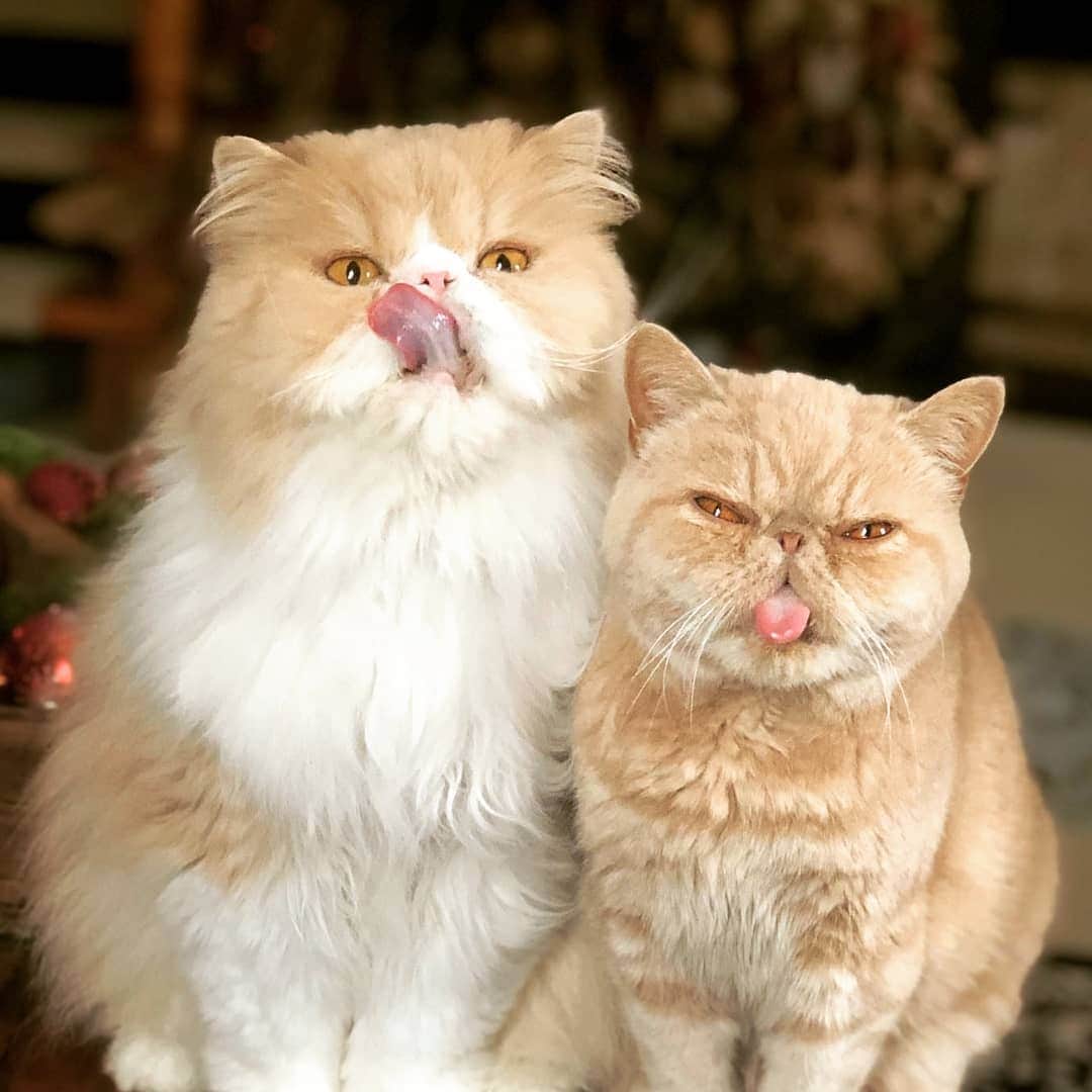CatStockerのインスタグラム：「Hello! #catstocker is here!  Follow our FURRriend @morris_the_persian_cat  Scroll right for more pictures 👉 . . . . . #cat #neko #mačka #chat #kočka #котка #kotek #kot #кіт #mače #кошка #кот #katze #gato #gatto #kissa #kattunge #猫 #고양이 #貓 #kedi #köttur #kissanpentu #חתול #кішка #kedicik #кошеня #gattino #子猫」