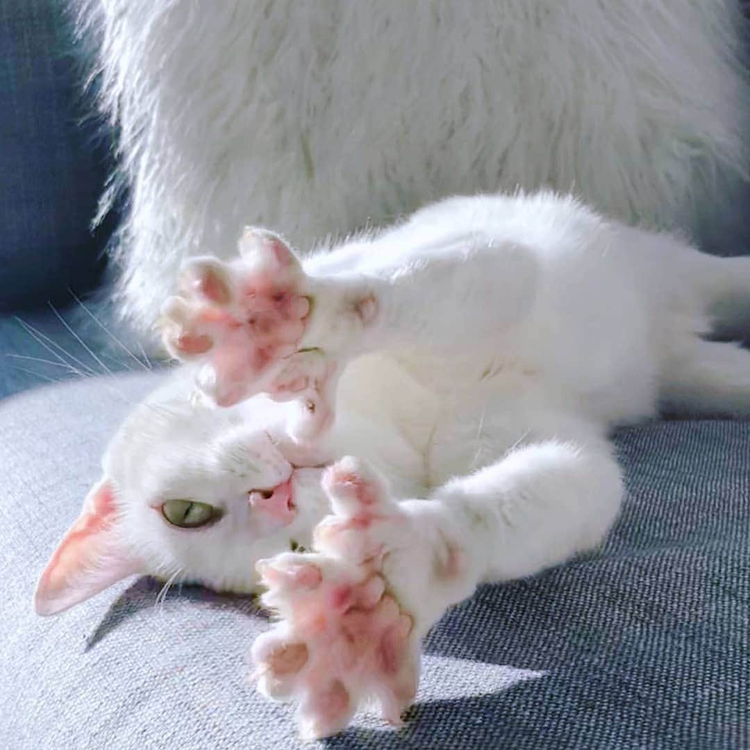 CatStockerのインスタグラム：「Hello! #catstocker is here!  Follow our FURRriend @sansa.thecat  Scroll right for more pictures 👉 . . . . . #cat #neko #mačka #chat #kočka #котка #kotek #kot #кіт #mače #кошка #кот #katze #gato #gatto  #子猫 #kattunge #猫 #고양이 #貓 #kedi #köttur #kissanpentu #חתול #кішка #子猫 #고양이새끼 #kitty #cats」