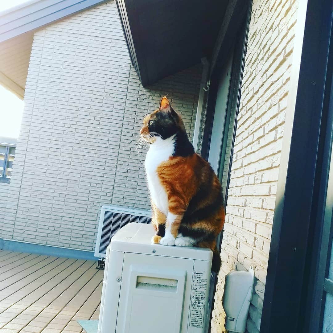 高口里純さんのインスタグラム写真 - (高口里純Instagram)「姿勢がいい🤔  #猫#ねこすたぐらむ #三毛猫  #cat#catstagram #pet」2月3日 17時07分 - takaguchijay