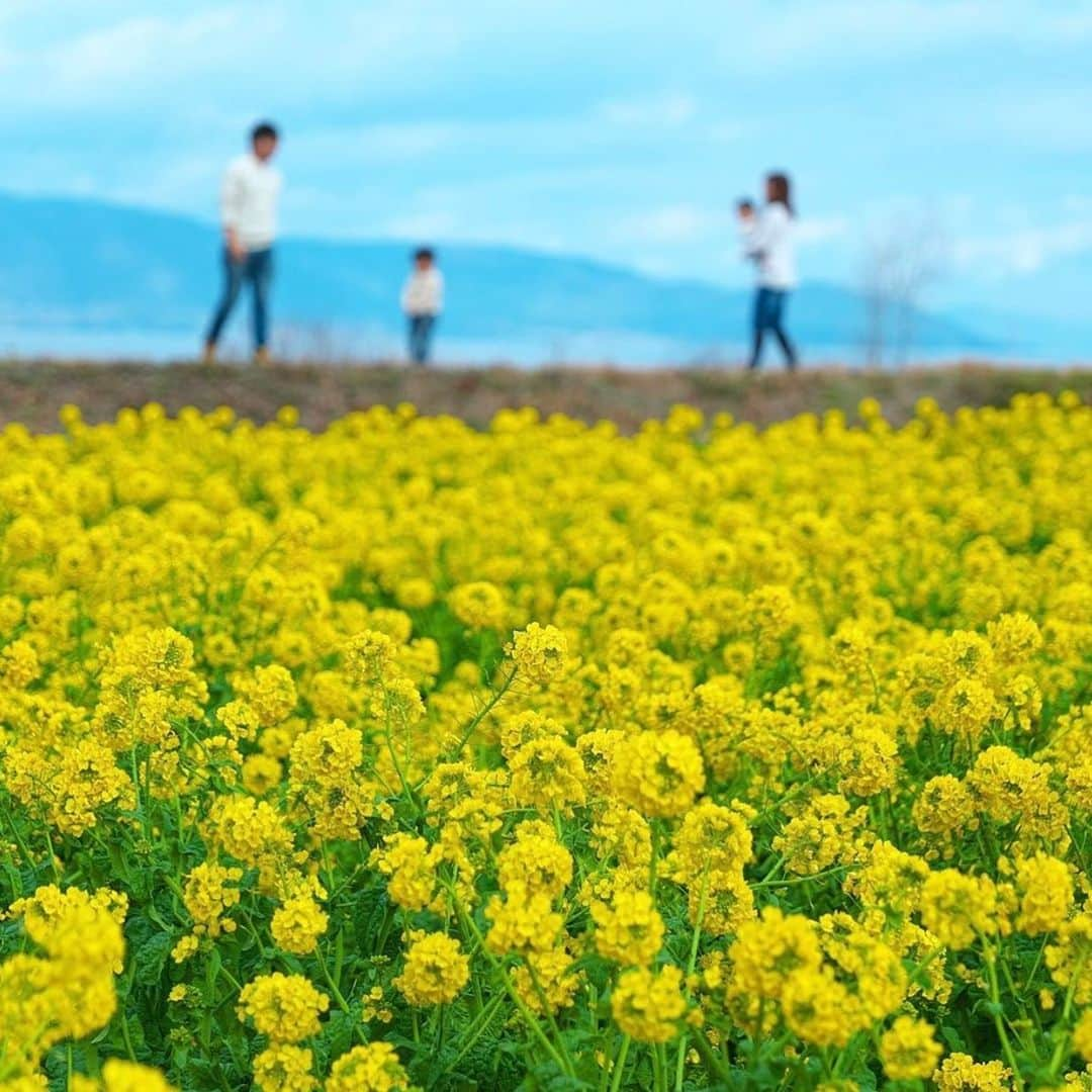 aumoさんのインスタグラム写真 - (aumoInstagram)「【#フォトジェニック×#花畑 】. 滋賀県にある「#守山第一なぎさ公園 」にて撮影されたお写真☺️💐. ひと足はやく春の景色が広がります✨ . Credit：@yossi_doingdo さん 素敵なお写真をありがとうございます！ . あなたが撮影した素敵な写真に 「#aumo」を付けて教えてください♡ あなたの投稿が明日紹介されるかも♪ . aumoアプリは毎日配信！おでかけや最新グルメなどaumo読者が気になる情報が満載♡ ダウンロードはプロフィールのURLから✔︎ (iPhone&Android版) . . #滋賀#滋賀観光#滋賀旅行#インスタ映え #インスタ探検隊 #女子旅#絶景#旅#team_jp_ #igersjp #japan_daytime_view #wu_japan  #bestjapanpics #japan_of_insta #art_of_japan_ #ptk_japan #photo_jpn #lovers_nippon #tokyocameraclub #あなたとみたい景色」2月3日 17時37分 - aumo.jp