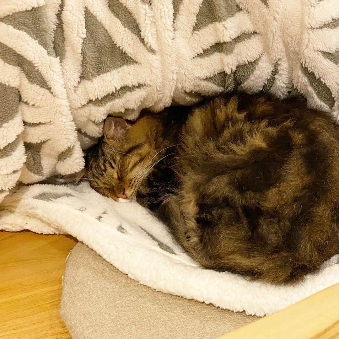 松井玲奈さんのインスタグラム写真 - (松井玲奈Instagram)「布があるから寝ていられるんですよ、あなた。 #猫　#cat #スクーカム　#ねこすたぐらむ」2月3日 18時56分 - renamatui27