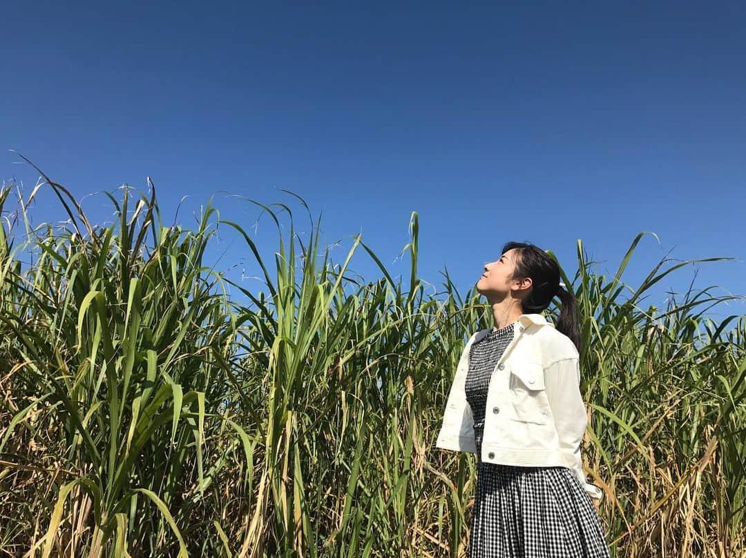 逢月あかりさんのインスタグラム写真 - (逢月あかりInstagram)「さとうきび畑🌿  #雲ひとつない青空  #宮古島」2月3日 19時05分 - akari.ouzuki