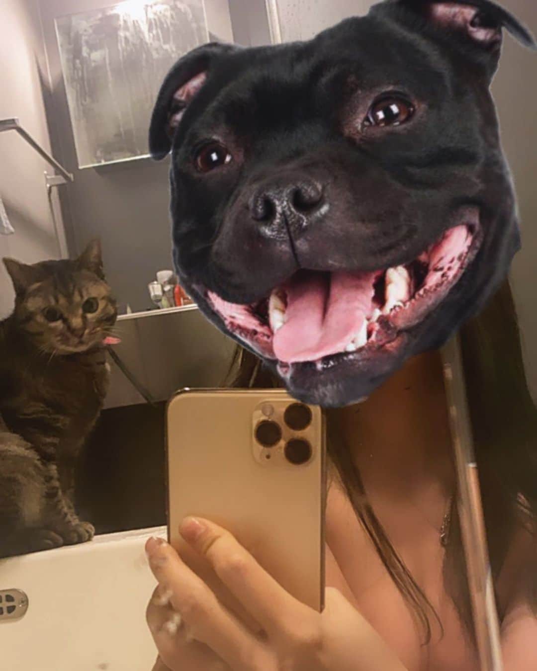 DJ mariennuのインスタグラム：「Hi. #🐈　#🐕‍🦺」