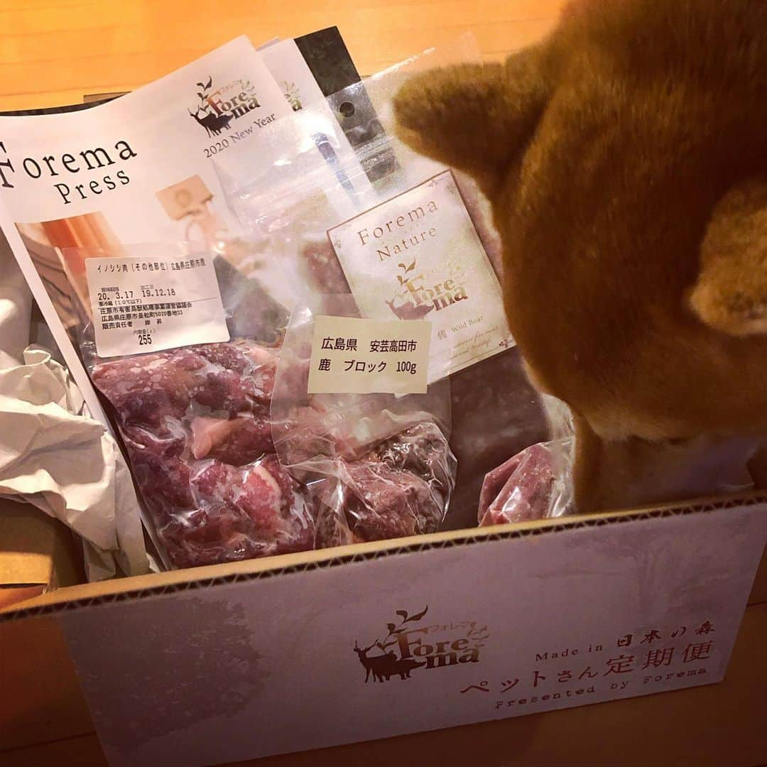 マロたんさんのインスタグラム写真 - (マロたんInstagram)「猪肉美味しい🐗節分に大豆アレルギーマロたんは年齢の分猪肉食べたよ🐗 害獣として駆除された野生動物、9割が活用されず廃棄処分になるってニュースを目にするたび、ペット用にお肉売ってくれたらいいのにと思っていたら @forema.81 さんで買えるのよ #PR だけど、命をいただくってことをまじめに考えるきっかけになりました #ペットさん定期便 #foremagram  #shiba #shibainulove」2月3日 19時40分 - minapple