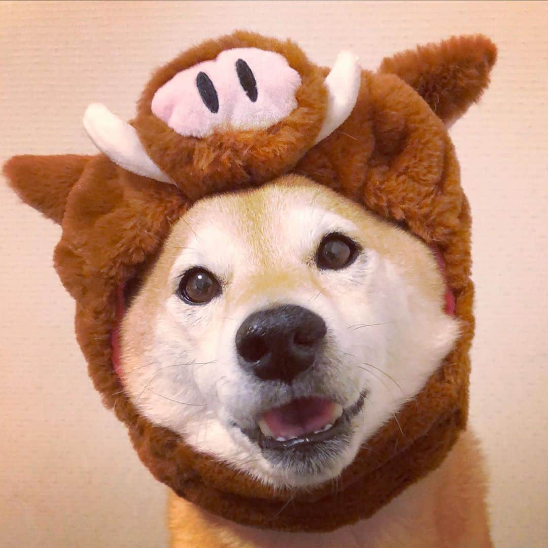 マロたんのインスタグラム：「猪肉美味しい🐗節分に大豆アレルギーマロたんは年齢の分猪肉食べたよ🐗 害獣として駆除された野生動物、9割が活用されず廃棄処分になるってニュースを目にするたび、ペット用にお肉売ってくれたらいいのにと思っていたら @forema.81 さんで買えるのよ #PR だけど、命をいただくってことをまじめに考えるきっかけになりました #ペットさん定期便 #foremagram  #shiba #shibainulove」