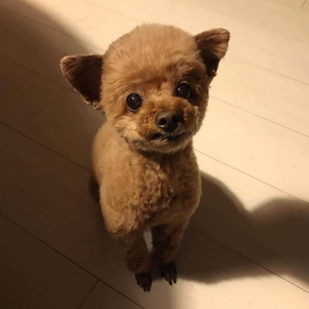 棚橋弘至さんのインスタグラム写真 - (棚橋弘至Instagram)「ハナ、ただいま♪ #toypoodle」2月3日 20時09分 - hiroshi_tanahashi