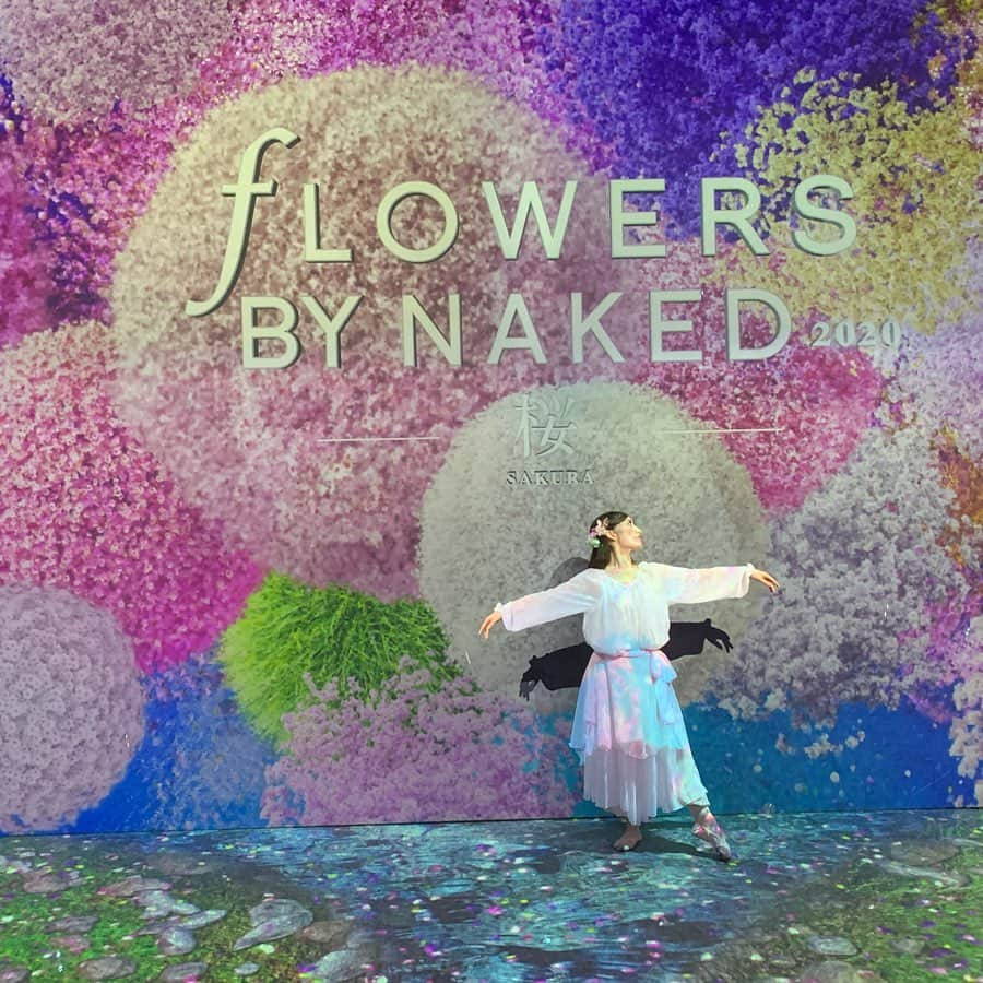 柴本愛沙さんのインスタグラム写真 - (柴本愛沙Instagram)「🌸 「FLOWERS BY NAKED 2020 -桜-」内覧会☆  日本一早いお花見🌸で知られる 「FLOWERS BY NAKED」も今年で5年目！  毎年行っているので、今年も待ち遠しかった☆ 様々な仕掛けがあって五感で楽しめます♡  最後の方にある体験コンテンツ「花あそび」。 ドリンクのグラスを、大きな桜の木の下に 設置されたテーブルに置くと、 様々な花が咲き乱れ、蝶々が舞っていく アート体験ができました！！ . FLOWERSの花監修を毎年している フラワーデザイナーのMiwakoさんが プロデュースする商品 「ROSETIQUEシリーズ」の可愛いTEAを置いて いろいろなアートを楽しんでみました♡  そのほかも、花の妖精が出てくる部屋や、 タンポポの綿毛がフワーッと飛んでいく部屋、 万華鏡の中にいるような部屋など 楽しめるスポットが盛りだくさんです！ 3/1まで開催されているので、ぜひ行ってみてください♪  #内覧会 #flowersbynaked #フラワーズバイネイキッド #フラワーデザイナーMiwako #ROSETIQUE #TEA #可愛い #ROSETIQUEシリーズ #国産ローズエキス #オーガニック #インスタ映え #アート体験 #ネイキッド #NAKED #五感で巡る #デジタルアート展 #デジタルアート #FLOWERS #プロジェクションマッピング #楽しかった #花あそび #日本一早いお花見 #🌸」2月3日 20時05分 - aisa_shibamoto