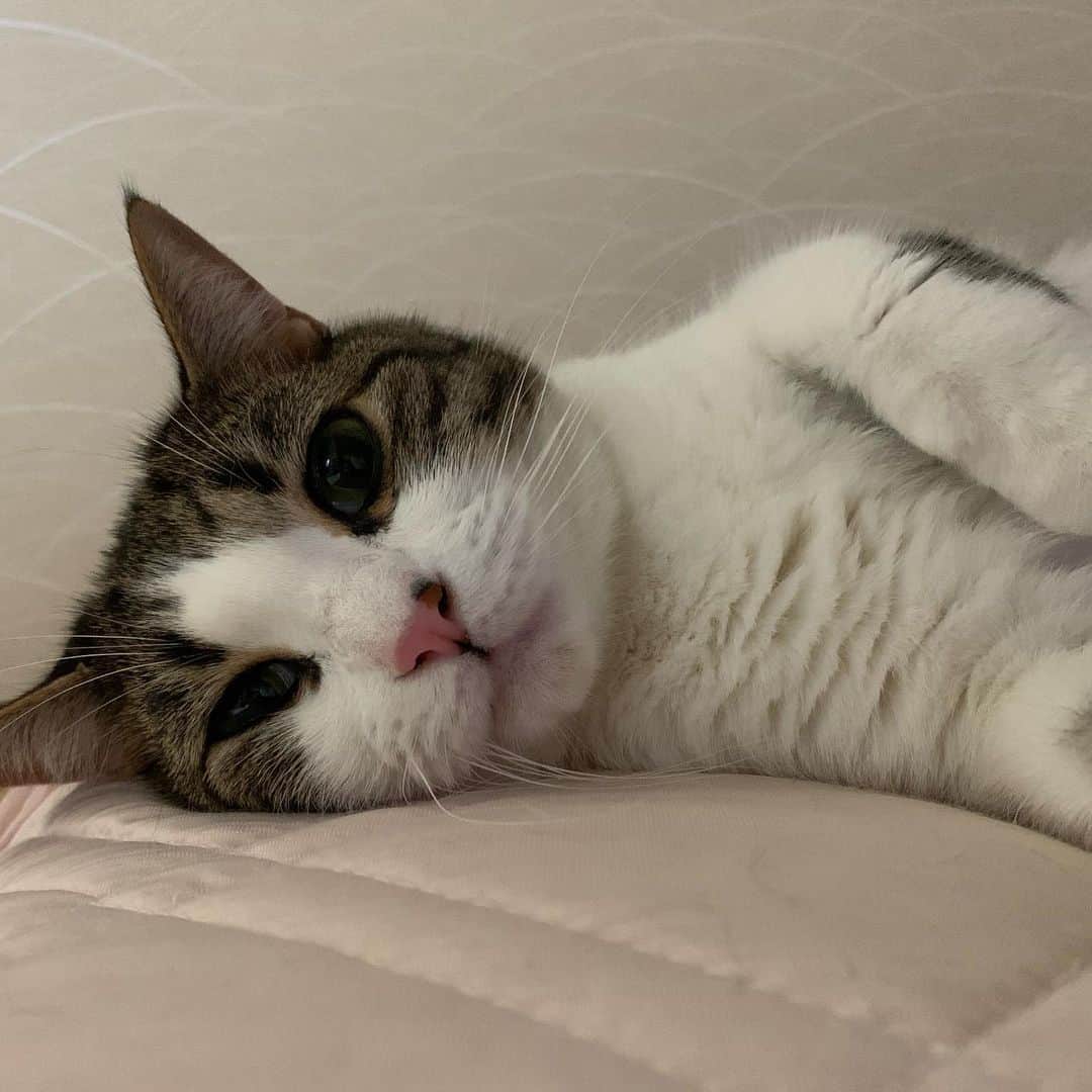 kokomamaのインスタグラム：「ああ、父ちゃんのお布団は気持ちがいいニャア！  #ねこすたぐらむ #ねこ部 #にゃんだふるらいふ #まったり」