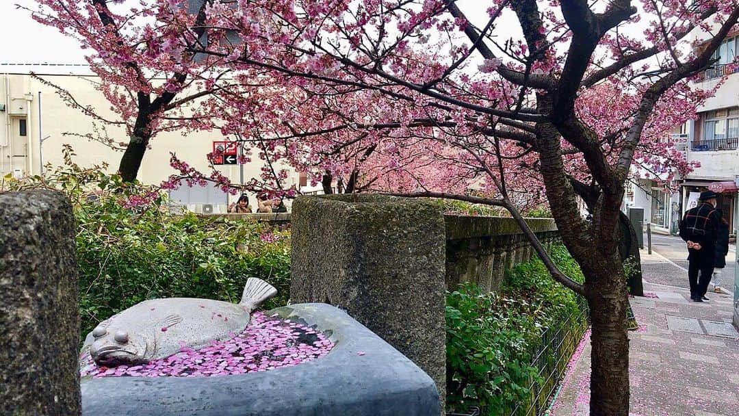 桜帆ゆかりさんのインスタグラム写真 - (桜帆ゆかりInstagram)「散った花びらもピンク🌸ピンク色が濃ゆいのが可愛い💕魚もね笑 . . . #あたみ桜  #散り桜  #桜吹雪  #散る時も美しい  #🌸」2月3日 21時17分 - chahoroo93