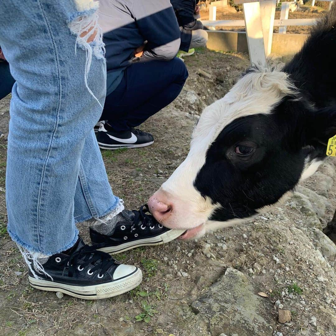 岡部亜紀さんのインスタグラム写真 - (岡部亜紀Instagram)「カプッ🐄🖤 さっそくお友達🎶🎶🎶」2月3日 21時35分 - akiokabe