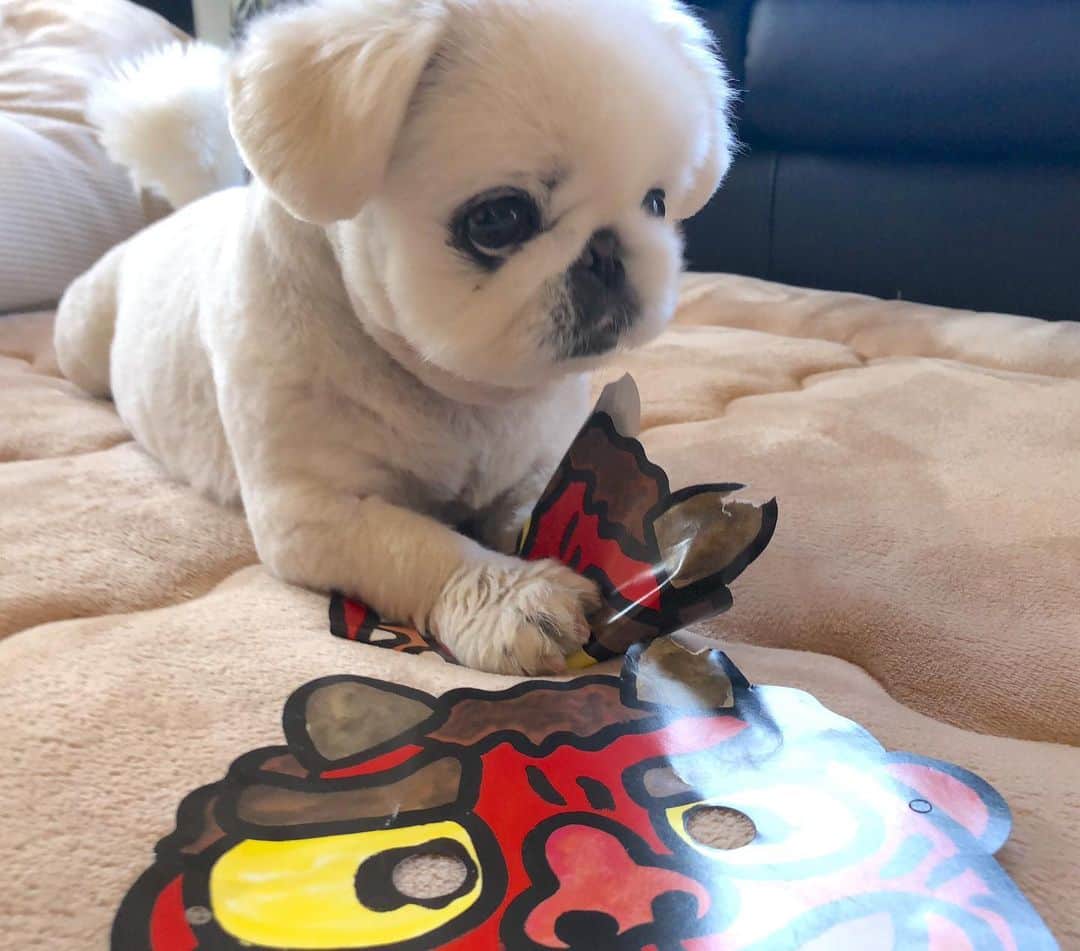 こなつのインスタグラム：「鬼退治👹✊💥 みなさまにいっぱい福が来ますように🍑✨ こなつより🐶」