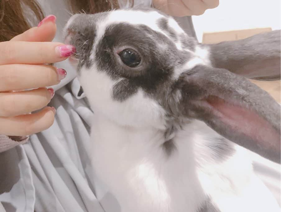 森みはるさんのインスタグラム写真 - (森みはるInstagram)「こないだうさぎカフェにいったの〜🐰 癒された🥺🥺🥺🥺🥺 最後の動画は、カメラ回した瞬間だれもいなくなったところです。泣 #うさぎ#うさぎカフェ」2月3日 22時24分 - miharu_mori