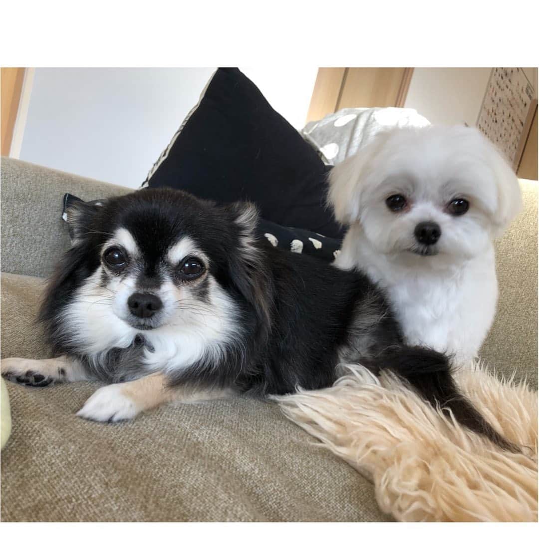 小野真弓さんのインスタグラム写真 - (小野真弓Instagram)「おはようございます🌞 今日も良い一日を〜╰(*´︶`*)╯♡ 毎日いいお天気で嬉しい✨ですが、、わんこと触れ合う度に静電気パチパチくん⚡️加湿器いのちー🙋‍♀️ #チワワ#ハナちゃん #チワマル#ハルくん #お日様大好き#青空#あさんぽ#ひなたぼっこ #ふわもこ犬#chihuahua #maltese #mixdog #dogstagram #doglover #たぬき顔一家#千葉暮らし あさんぽでドロドロのたぬきさんたち🐶🐶朝シャンしました🛁ハルくんはお顔もちょびっとチョキチョキ✂️ふわふわすっきり✨静電気からも開放✌️」2月4日 8時58分 - hanaharuaroi