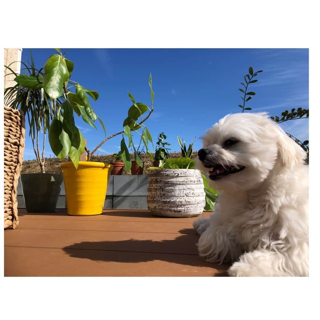 小野真弓さんのインスタグラム写真 - (小野真弓Instagram)「おはようございます🌞 今日も良い一日を〜╰(*´︶`*)╯♡ 毎日いいお天気で嬉しい✨ですが、、わんこと触れ合う度に静電気パチパチくん⚡️加湿器いのちー🙋‍♀️ #チワワ#ハナちゃん #チワマル#ハルくん #お日様大好き#青空#あさんぽ#ひなたぼっこ #ふわもこ犬#chihuahua #maltese #mixdog #dogstagram #doglover #たぬき顔一家#千葉暮らし あさんぽでドロドロのたぬきさんたち🐶🐶朝シャンしました🛁ハルくんはお顔もちょびっとチョキチョキ✂️ふわふわすっきり✨静電気からも開放✌️」2月4日 8時58分 - hanaharuaroi