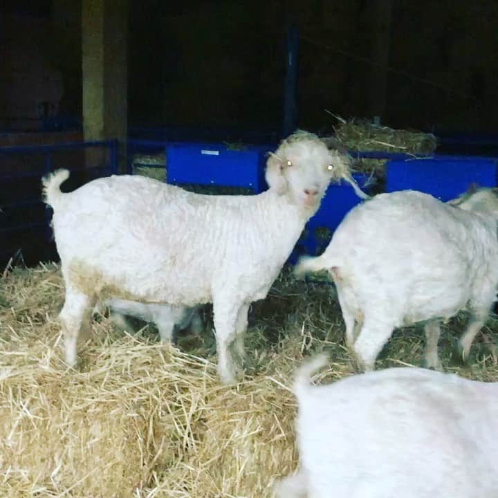 クリス・プラットのインスタグラム：「Five pregnant eye popping  Angora goats hopping Hay bails and soon dropping Offspring in March  As for the no hair  sheared’s been the mohair Spun with lamb’s wool  To make #Stillwater Merch  Details forthcoming Expect a sweet something Like baby soft blankets Or sweaters for church  May we find rest And reflections not wanting And be free from the haunting And through with the search  He makes me lay down in green pastures, He leads me to #Stillwater  #stillwaterranch」