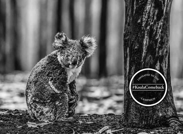 カーラ・デルヴィーニュのインスタグラム：「Join me today in becoming a Koala Hero by supporting the #KoalaComeback Campaign! This powerful image, called ‘Survivor’ comes from photographer @davidyarrow, who has launched the campaign with @wild.ark to raise $2 million to support recovery efforts in Australia. Either make a small donation (see link in bio for @davidyarrow ) to receive and share a digital print and help make this campaign go viral or donate from $1,000 to purchase a Yarrow fine art print.  Fifty percent of the proceeds raised through this campaign will be directed to @earthalliance ’s Australia Wildfire Fund, and WildArk will use the remaining donations to support local organizations working on wildlife rehabilitation and habitat restoration. "The day in Australia when I saw 500 dead animals for every live one will remain with me forever,” Yarrow said. “This is a call to arms and we are blessed with a celebrated army of passionate conservationists. I hope that this photograph of a lone koala I found sitting dumbfounded at the base of a tree, which we are calling ‘Survivor,’ becomes known and emblematic of a period in time when we all became aware of our planet’s deep fragility—and that it can help us raise money to make a difference.” @global_wildlife_conservation」