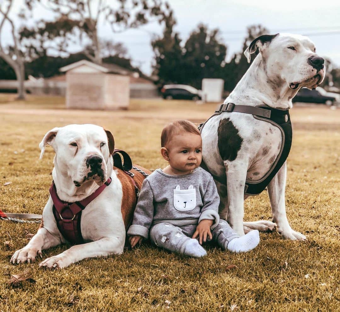 マッケンジー・ダーンのインスタグラム：「🐶🐶👧🏻 My babies @moadernsantos com a sua segurança! Rs」