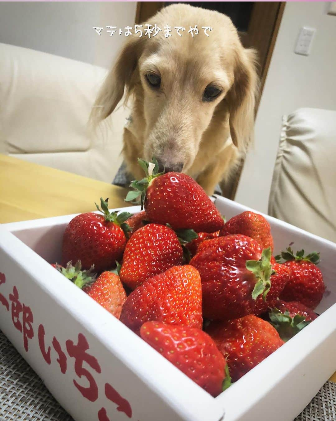 チズさんのインスタグラム写真 - (チズInstagram)「今年もこの時期がやってきたぁ🍓 頂きものの美味しいやつ✨✨ ほんと有難やぁー💖 #二郎いちご #神戸いちご #章姫#紅ほっぺ #旬なもの #たまらんね ❤️ #豆には関心なし　 #1人豆まき施行 👹 #Mダックス#ダックス#ミニチュアダックス #親父犬#シニア犬#ミニチュアダックスフンド #ミニチュアダックスクリーム#短足部 #短足犬#カニンヘンダックス #ダックス13歳#カニンヘンダックスフンド#犬は家族#犬のいる生活#インスタでわんこみるのが日課 ♡♡」2月4日 6時22分 - sqi.chizu