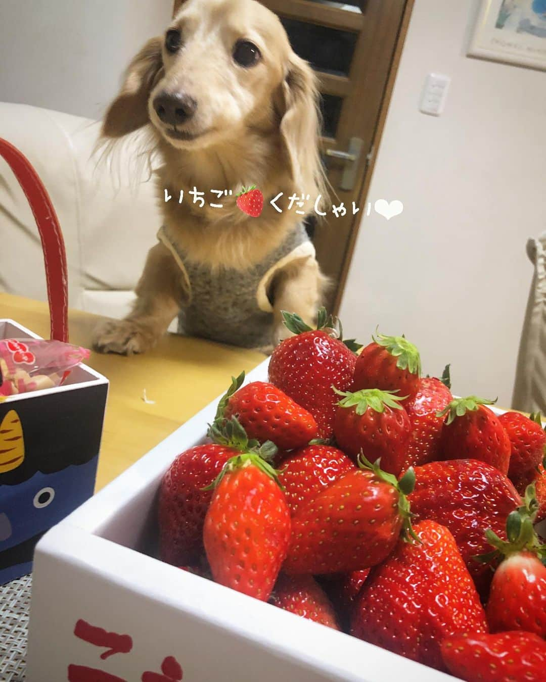 チズさんのインスタグラム写真 - (チズInstagram)「今年もこの時期がやってきたぁ🍓 頂きものの美味しいやつ✨✨ ほんと有難やぁー💖 #二郎いちご #神戸いちご #章姫#紅ほっぺ #旬なもの #たまらんね ❤️ #豆には関心なし　 #1人豆まき施行 👹 #Mダックス#ダックス#ミニチュアダックス #親父犬#シニア犬#ミニチュアダックスフンド #ミニチュアダックスクリーム#短足部 #短足犬#カニンヘンダックス #ダックス13歳#カニンヘンダックスフンド#犬は家族#犬のいる生活#インスタでわんこみるのが日課 ♡♡」2月4日 6時22分 - sqi.chizu