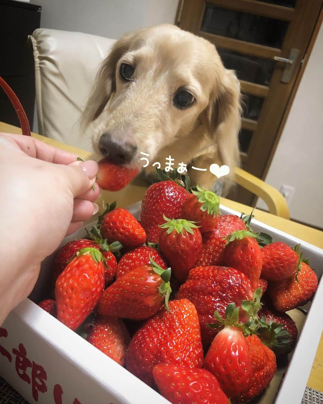 チズさんのインスタグラム写真 - (チズInstagram)「今年もこの時期がやってきたぁ🍓 頂きものの美味しいやつ✨✨ ほんと有難やぁー💖 #二郎いちご #神戸いちご #章姫#紅ほっぺ #旬なもの #たまらんね ❤️ #豆には関心なし　 #1人豆まき施行 👹 #Mダックス#ダックス#ミニチュアダックス #親父犬#シニア犬#ミニチュアダックスフンド #ミニチュアダックスクリーム#短足部 #短足犬#カニンヘンダックス #ダックス13歳#カニンヘンダックスフンド#犬は家族#犬のいる生活#インスタでわんこみるのが日課 ♡♡」2月4日 6時22分 - sqi.chizu