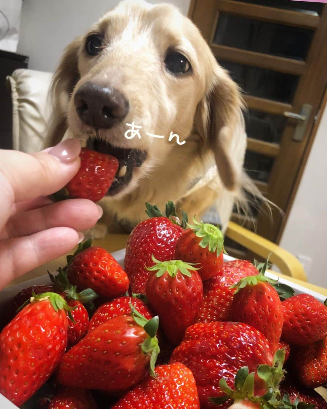 チズさんのインスタグラム写真 - (チズInstagram)「今年もこの時期がやってきたぁ🍓 頂きものの美味しいやつ✨✨ ほんと有難やぁー💖 #二郎いちご #神戸いちご #章姫#紅ほっぺ #旬なもの #たまらんね ❤️ #豆には関心なし　 #1人豆まき施行 👹 #Mダックス#ダックス#ミニチュアダックス #親父犬#シニア犬#ミニチュアダックスフンド #ミニチュアダックスクリーム#短足部 #短足犬#カニンヘンダックス #ダックス13歳#カニンヘンダックスフンド#犬は家族#犬のいる生活#インスタでわんこみるのが日課 ♡♡」2月4日 6時22分 - sqi.chizu