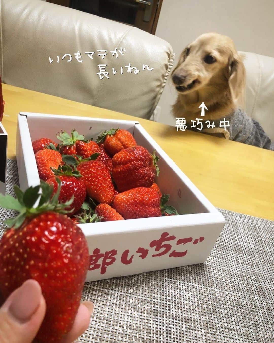 チズさんのインスタグラム写真 - (チズInstagram)「今年もこの時期がやってきたぁ🍓 頂きものの美味しいやつ✨✨ ほんと有難やぁー💖 #二郎いちご #神戸いちご #章姫#紅ほっぺ #旬なもの #たまらんね ❤️ #豆には関心なし　 #1人豆まき施行 👹 #Mダックス#ダックス#ミニチュアダックス #親父犬#シニア犬#ミニチュアダックスフンド #ミニチュアダックスクリーム#短足部 #短足犬#カニンヘンダックス #ダックス13歳#カニンヘンダックスフンド#犬は家族#犬のいる生活#インスタでわんこみるのが日課 ♡♡」2月4日 6時22分 - sqi.chizu