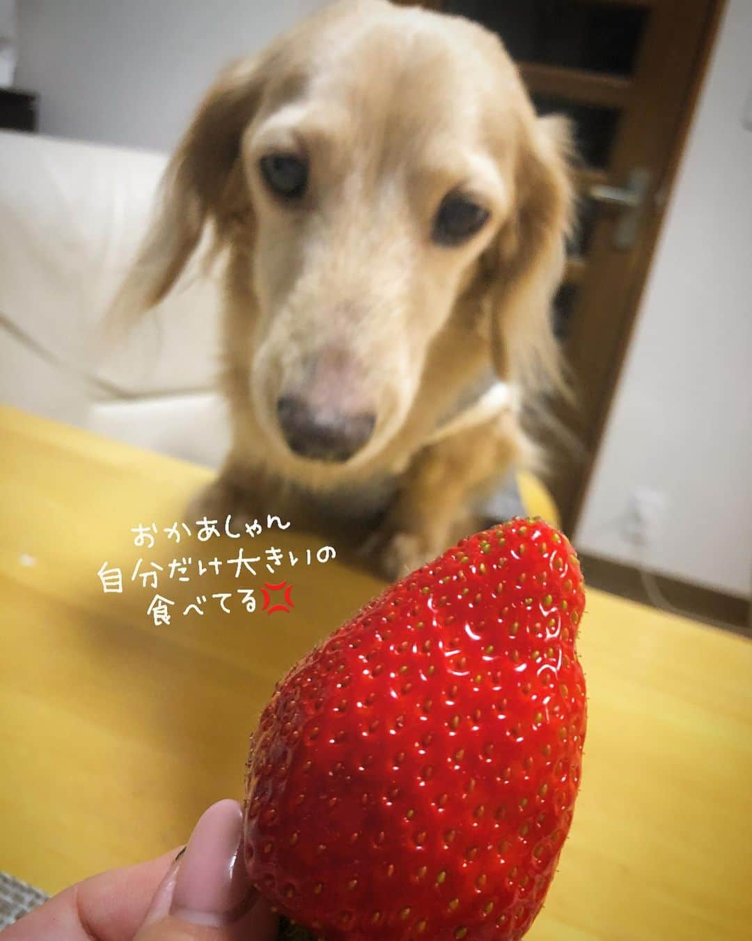 チズさんのインスタグラム写真 - (チズInstagram)「今年もこの時期がやってきたぁ🍓 頂きものの美味しいやつ✨✨ ほんと有難やぁー💖 #二郎いちご #神戸いちご #章姫#紅ほっぺ #旬なもの #たまらんね ❤️ #豆には関心なし　 #1人豆まき施行 👹 #Mダックス#ダックス#ミニチュアダックス #親父犬#シニア犬#ミニチュアダックスフンド #ミニチュアダックスクリーム#短足部 #短足犬#カニンヘンダックス #ダックス13歳#カニンヘンダックスフンド#犬は家族#犬のいる生活#インスタでわんこみるのが日課 ♡♡」2月4日 6時22分 - sqi.chizu