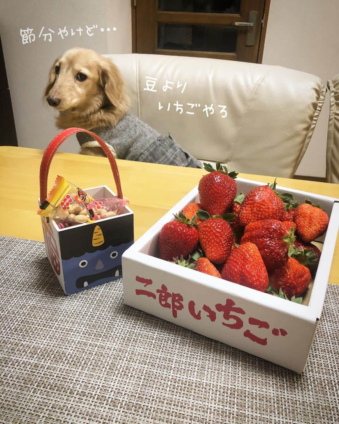 チズさんのインスタグラム写真 - (チズInstagram)「今年もこの時期がやってきたぁ🍓 頂きものの美味しいやつ✨✨ ほんと有難やぁー💖 #二郎いちご #神戸いちご #章姫#紅ほっぺ #旬なもの #たまらんね ❤️ #豆には関心なし　 #1人豆まき施行 👹 #Mダックス#ダックス#ミニチュアダックス #親父犬#シニア犬#ミニチュアダックスフンド #ミニチュアダックスクリーム#短足部 #短足犬#カニンヘンダックス #ダックス13歳#カニンヘンダックスフンド#犬は家族#犬のいる生活#インスタでわんこみるのが日課 ♡♡」2月4日 6時22分 - sqi.chizu