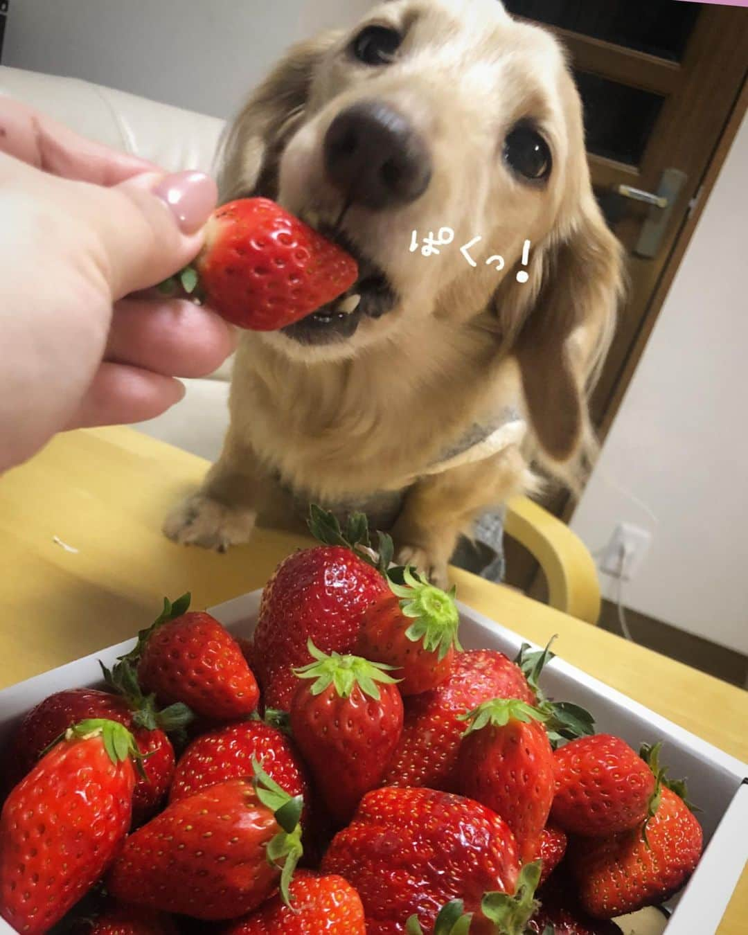 チズさんのインスタグラム写真 - (チズInstagram)「今年もこの時期がやってきたぁ🍓 頂きものの美味しいやつ✨✨ ほんと有難やぁー💖 #二郎いちご #神戸いちご #章姫#紅ほっぺ #旬なもの #たまらんね ❤️ #豆には関心なし　 #1人豆まき施行 👹 #Mダックス#ダックス#ミニチュアダックス #親父犬#シニア犬#ミニチュアダックスフンド #ミニチュアダックスクリーム#短足部 #短足犬#カニンヘンダックス #ダックス13歳#カニンヘンダックスフンド#犬は家族#犬のいる生活#インスタでわんこみるのが日課 ♡♡」2月4日 6時22分 - sqi.chizu