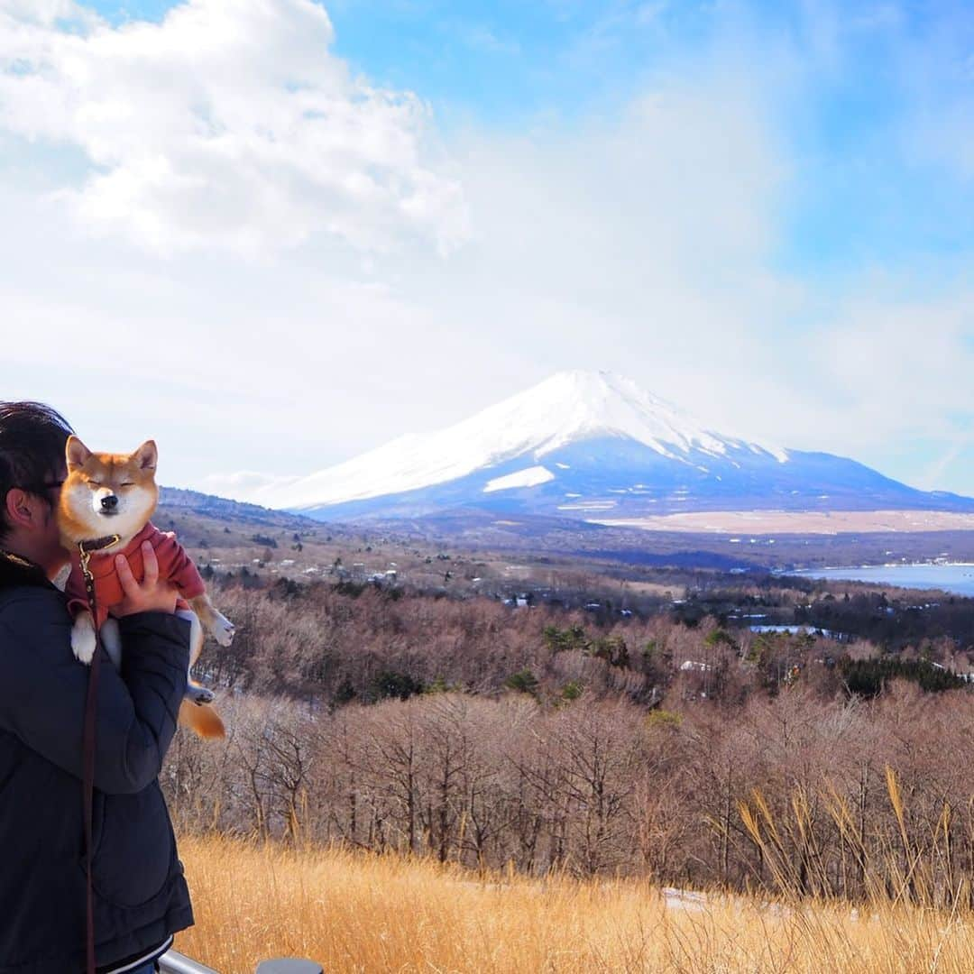 豆柴にこちゃんさんのインスタグラム写真 - (豆柴にこちゃんInstagram)「🐶🍠 おはよー #にこの山梨旅　２日目 . #2020山中湖雪まつり 会場では出店や休憩できるティピーテントが出てました☕️ . 薪ストーブがあって、 そこで焼きマシュマロや焼きサンドイッチ、 焼きいもを自分で焼いて食べれるので、 我が家はにこの好きな焼きいもに🍠 . 追加料金でアイス🍨とハチミツ🍯がけ にしてくれました✨ . 甘くておいしー😋 しかし、いもがでかすぎる🤣 . これからお昼食べいく予定が 私は満腹でこの日はもうおやつ以外の 食事は入りませんでした😂 . このあと、#山中湖パノラマ台 にもいったけど（ラスト写真） トムがコーヒー飲みたいとかで やや機嫌悪くなって😏、 写真数枚だけ撮ってすぐカフェ探しへ。 . #柴犬#豆柴#pecoいぬ部#犬#わんこ#犬#ここ柴部#shibainu#dog#mameshiba#pecotv#shiba#しばいぬ#しばけん#こいぬ#シバイヌ#いぬ#イヌ#ペット#日本犬#子犬#puppy#pet#시바견#강아지#개리」2月4日 7時15分 - nikochan.mame48