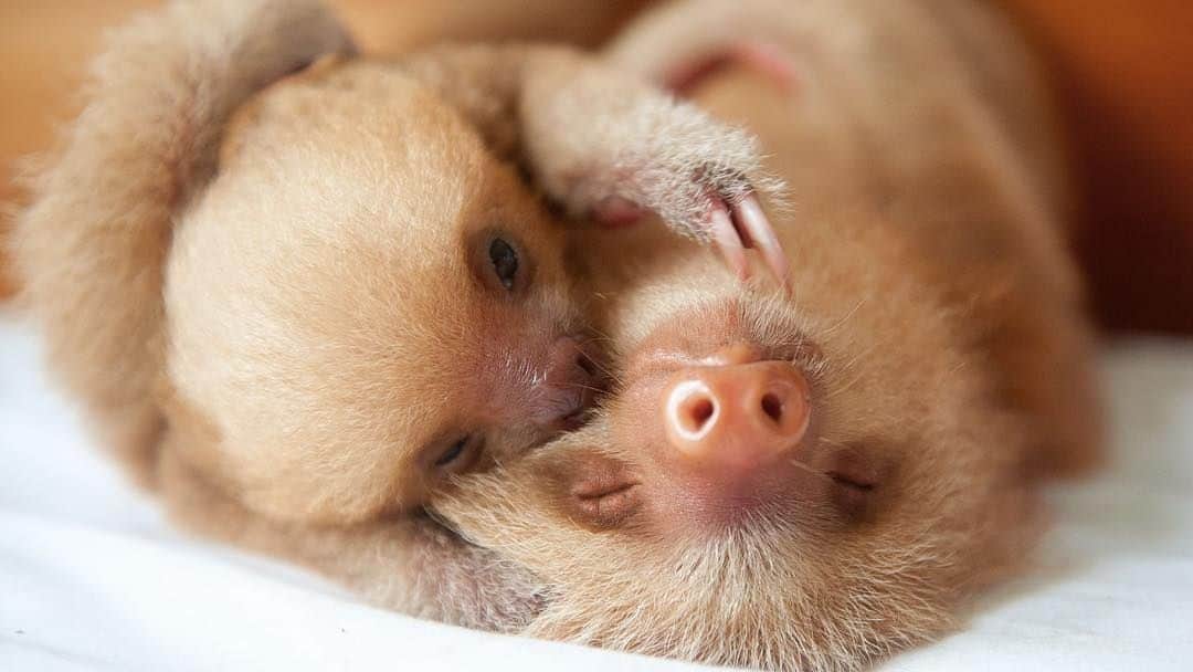 Baby Animalsさんのインスタグラム写真 - (Baby AnimalsInstagram)「Baby sloth love! 💕」2月4日 7時32分 - thebabyanimals