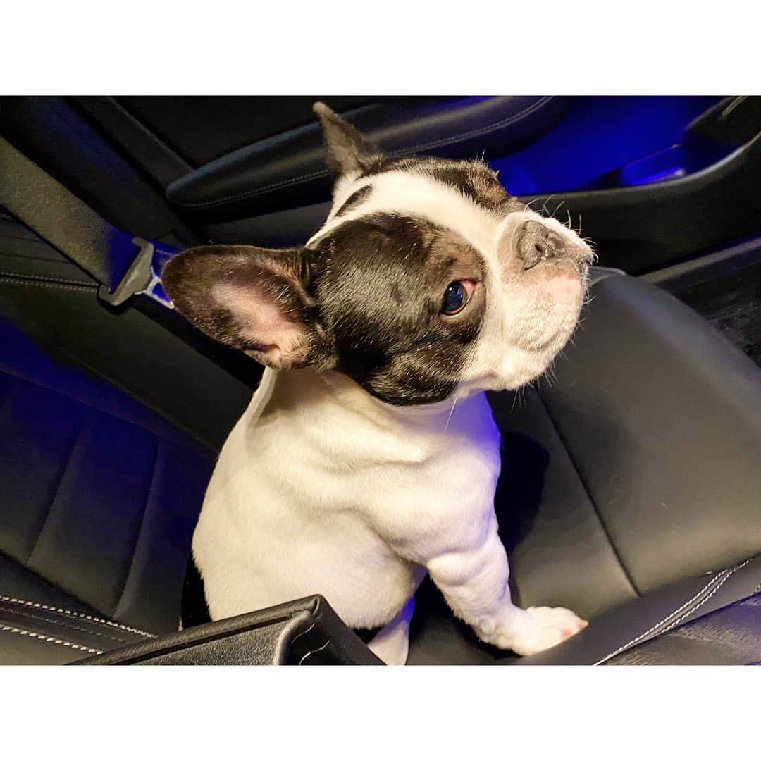 中田奈沙さんのインスタグラム写真 - (中田奈沙Instagram)「I love 🚗 一丁前に助手席座るやつ。 車酔いしません😗 * * #frenchbulldog #frenchie #buhi #dog #instadog #dogstsgram #family #pet #cutie #sweetie #drive #car #driving #passengerseat #car #フレンチブルドッグ  #フレブル #ブヒ #犬 #ペット #家族 #ドライブ #車 #いぬすたぐらむ #犬バカ部 #親バカ #犬バカ #助手席 #運転 #パイド #かわいい」2月4日 17時57分 - nasa_nakada