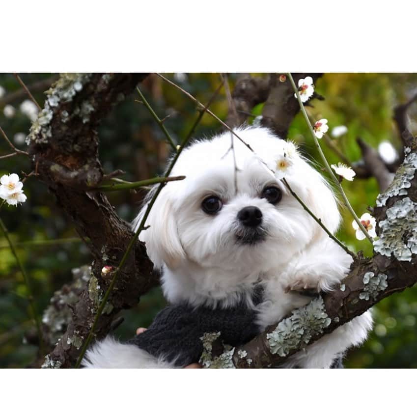小野真弓さんのインスタグラム写真 - (小野真弓Instagram)「こんばんは🐶ハルくんです🐾 お散歩してきたよ🌱 梅が咲いていて記念撮影したよ🌸 おかーさんが、可愛い可愛いって大騒ぎです。 ぼくはかっこいいと言われたいです。 #チワマル#ハルくん #いぬすたぐらむ#いぬばか部 #chihuahua #maltese #mixdog#dogstagram #doglover #梅とわんこ#君津市#春のハル#Japaneseapricot」2月4日 17時58分 - hanaharuaroi