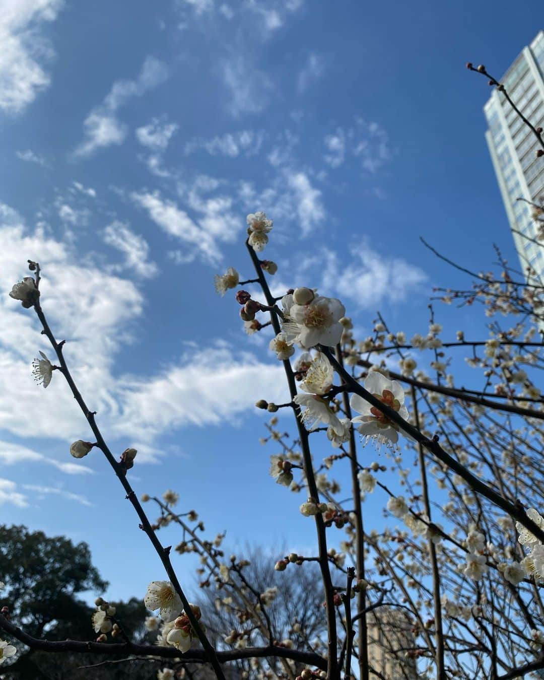 秋本祐希さんのインスタグラム写真 - (秋本祐希Instagram)「昨日の増上寺節分式の帰り道 とってもお天気が良く お散歩しながら帰宅していたら 少し春を感じましたよ☺︎ さて 今日から心新たに✨ 良き一年となりますように❤︎ #東京タワー #tokyotower」2月4日 9時36分 - ayuuki0908