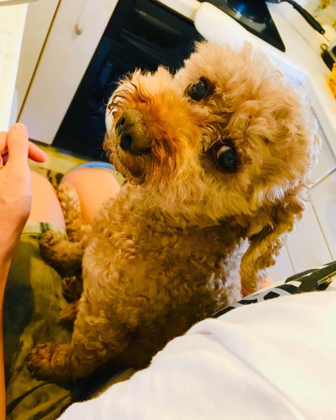 マイケル富岡のインスタグラム：「世界一の甘えん坊♡どこにいても常に 抱っこ抱っこを求めてくる息子♡朝食も作らせてもらえません…何も出来ません…また遅刻 か… #日常の幸せ #溺愛 #家族 #息子 #ベイビー #モフモフ #フワフワ #トイプ #マイケル富岡 #俳優 #タレント #ハーフ #愛犬家 #愛犬 #actor #actorslife #shooting #mybaby #mylove #family #love #youaremyeverything #impactdogcratesmarjun #でかめトイプ」