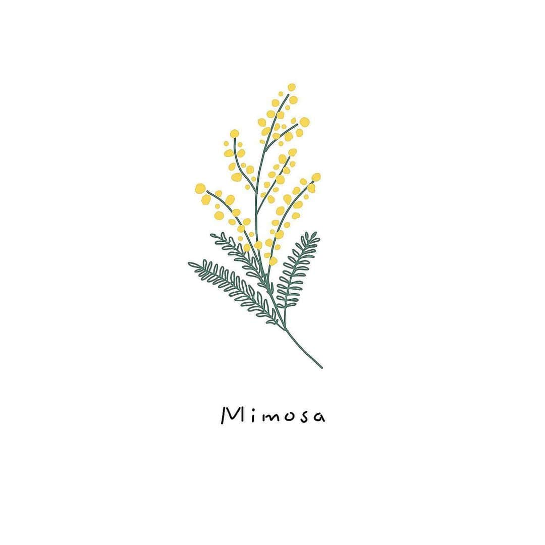 のインスタグラム：「〽️🌿 #ミモザ #sketch」