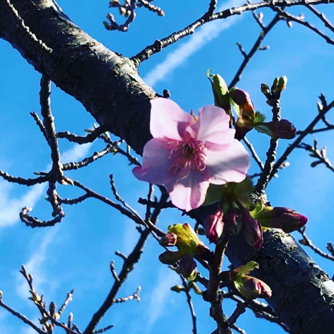 西川進さんのインスタグラム写真 - (西川進Instagram)「おはようございます！！ 『感情直結型ギタリスト』西川進です！！ 今日は「立春」、、、 暦の上での「春の始まる日」です、、、。 この頃温かいので、、、 本当に春が来たのか？なんて思うときもありますが、、、 またこの先寒くなるそうですね、、、。 近所の河原の桜も一輪咲いていたそうです、、、。 （家族提供）  昨日の帰り、、、 いつもならもう、、、薄暗くなっていた時間ですが、、、 昨日は夕日が見られました、、、。 日が延びていますね、、、。 春が恋しいです、、、。 みなさまの所はいかがですか？ ＿＿＿＿＿＿＿＿＿＿＿＿＿ そして昨日は、、、「節分」  恒例の「豆まき」をやりました、、、。 「花粉」が気になるので、、、 巻いたらすぐに窓を閉めていく方式で、、、ふふふ、、、。 巻き終わった後は、、、 まあ、、、こうなりますよね、、、。 豆は57個も食べられないので、、、 5+7＝12個いただきました、、、（少なっ、、、。） めちゃ美味しいけど、、、 口の中の水分が、、、全て吸い取られますよね、、、ふふふ、、、。 みなさんは豆まきやりましたか？？ ＿＿＿＿＿＿＿＿＿＿＿＿＿ 「節分」は季節を分ける事を意味しているらしく、、、 「節分」からの「立春」、、、 なんと風情のあること、、、。 季節を感じて生きていきたいです、、、。 さっ！！ 今日からいよいよ久松史奈さんリハーサル！！ 気合い入れていきます！！ みなさん良き火曜日をおすごしくださいね！！ #空　#雲　#宇宙　#西川進　#ギタリスト　#ギター　#モッズスタイル　#guitarist #guitar #サポートミュージシャン　#大事に思う気持ち　#季節を感じていきたい　#癒しの植物  #スマッシュルーム　#立春　#節分　#豆まき　#早咲き桜　#季節」2月4日 10時23分 - susumu_nishikawa_5