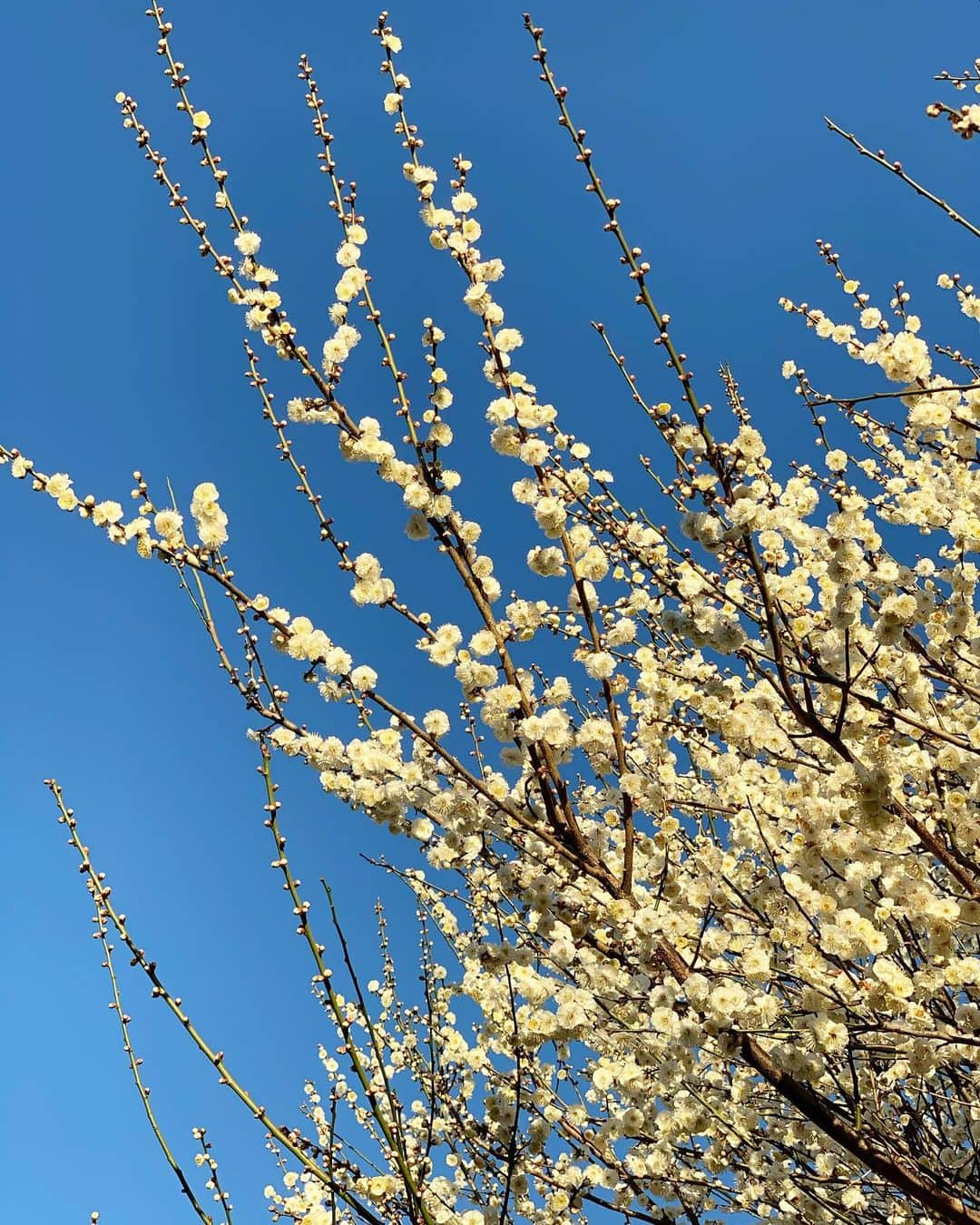 来夏さんのインスタグラム写真 - (来夏Instagram)「#立春 🎍 ウメの花🌸 近くで春をみつけた！ 今日からの新年 良き一年になりますように..🙇‍♀️」2月4日 11時19分 - rairairaika