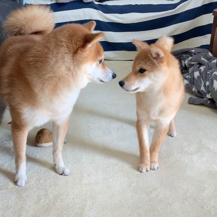 豆柴 サニーちゃんのインスタグラム