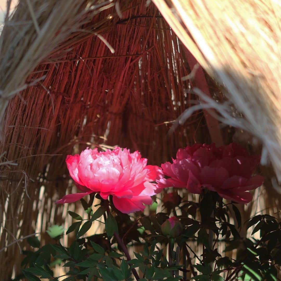 奈良 長谷寺 / nara hasederaのグルメインスタ