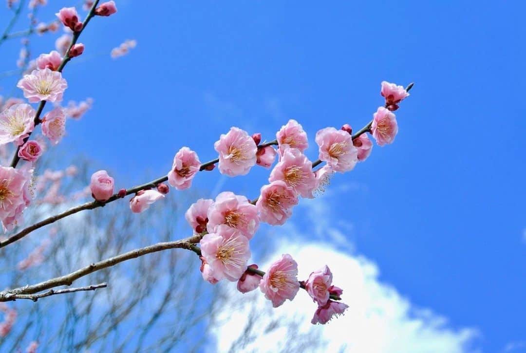 日下裕江さんのインスタグラム写真 - (日下裕江Instagram)「立春🌸  節分が終わり、 今日から暦の上では春ですね❀.*･ﾟ  私の中ではこの日から 新年の始まり✨  2020年も良い年にするぞ❣️ 今週は寒波がやって来るから みんな温かくして過ごしてね🤗✨ #立春 #暦の上では春 #2020」2月4日 12時53分 - hiroe___h