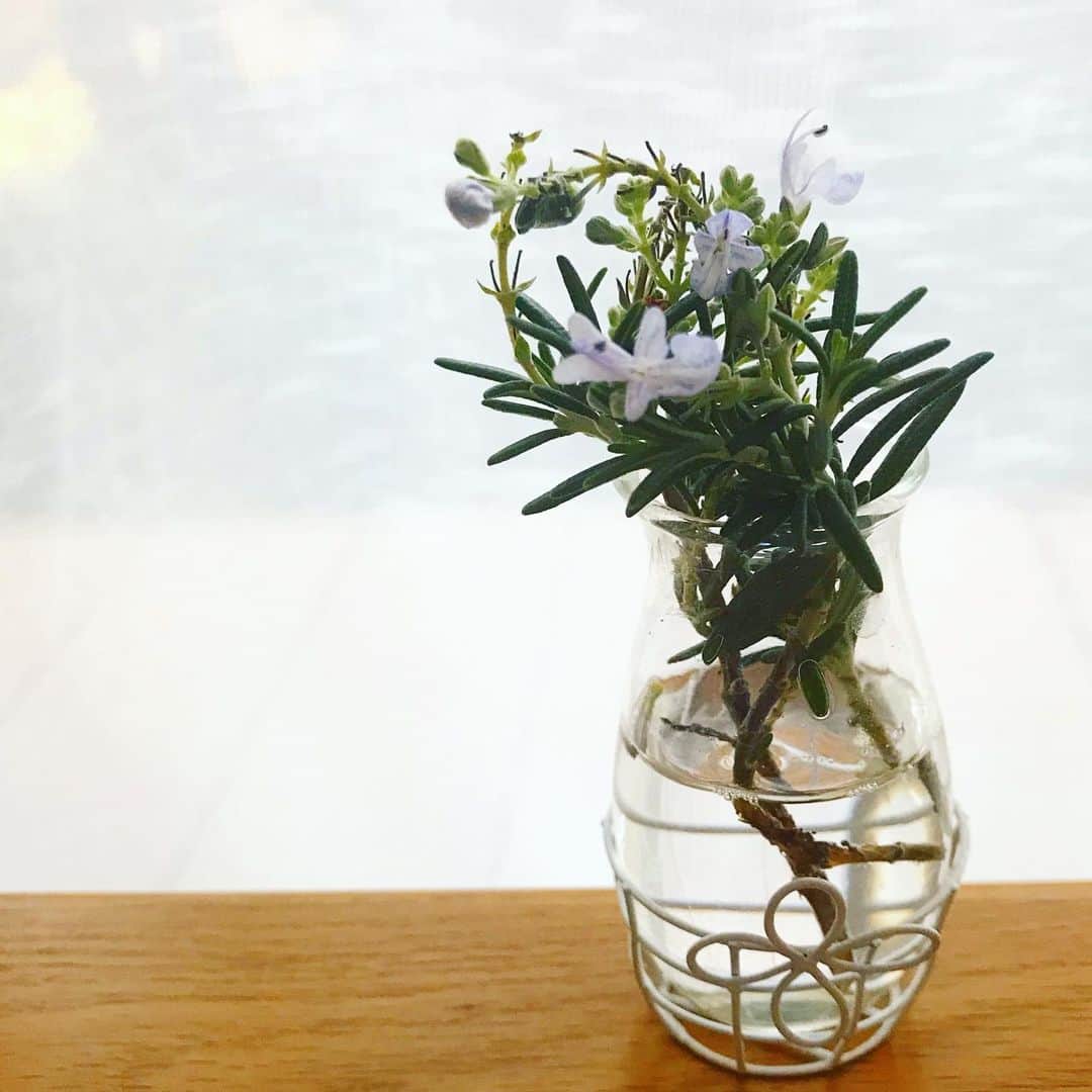 青山恭子さんのインスタグラム写真 - (青山恭子Instagram)「. 余ったローズマリーを小さい花瓶に挿しといたら… めちゃくちゃ可憐でかわいいすぎる花が咲いた🤍💙💜 やっぱり鉢か地植えで育てよっかなぁ？ 前に枯らしちゃった事あるけど…😅 . . . #ローズマリー #ローズマリーの花 #めちゃくちゃかわいい #めちゃくちゃ癒される #なんてかわいいんだろう  #ローズマリーの花言葉 #追憶 #あなたは私を蘇らせる #変わらぬ愛  #花のある暮らし #植物のある暮らし #私の癒し」2月4日 13時53分 - aokyon27