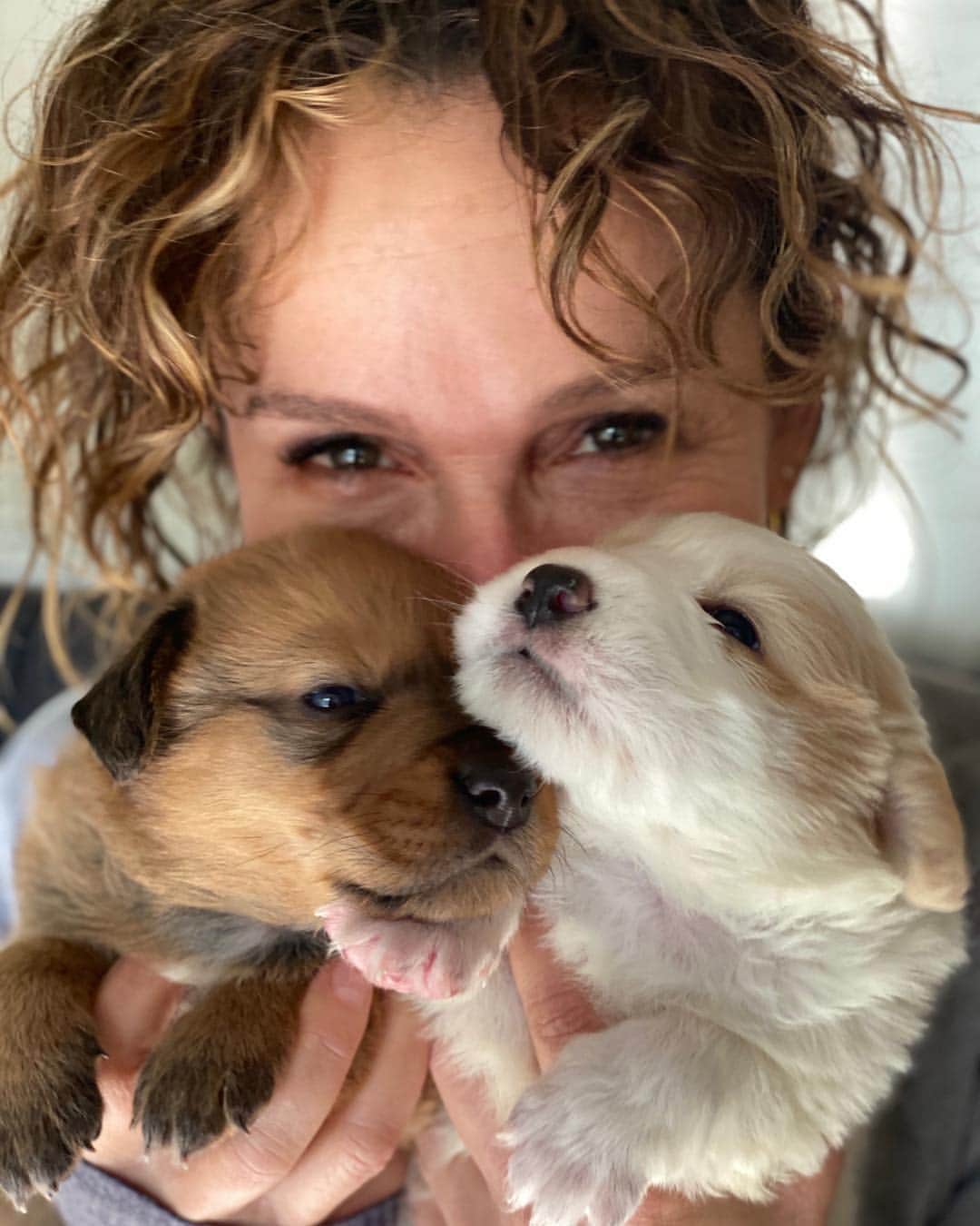 ジェニファー・グレイのインスタグラム：「not back on the gram, but somebody needs to take these puppies away from me. contact @thelabellefoundation ❤️who entrusted us with these lil angels, (soon to be enormous) great pyrenees orphans. 👅#theweekoffosteringdangerously  with 👑fosterer @stellagregg  #orphanpuppy #bottle-babies #fosteringpuppies #imfosteringandicantgetup #adopt #rescuepup #greatpyrenees #puppypaloosa #puppylove 🐶 📷: @micheleromeronyc」
