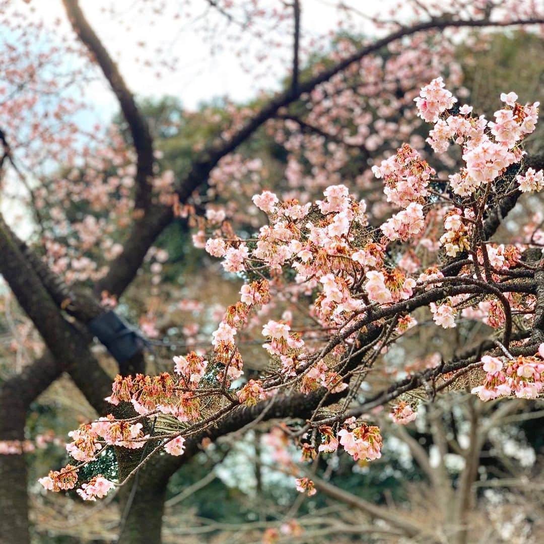 川原亜矢子のインスタグラム：「Spring has come 🌸 #cherryblossom #ueno #tokyo #lunch #healthyfood #桜　#上野　#東京　#韻松亭　#川原亜矢子」