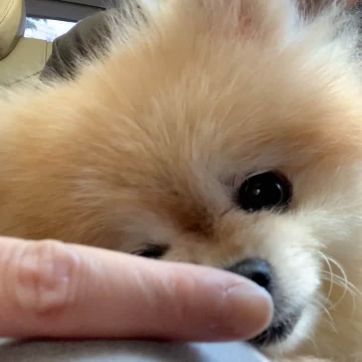 Ella Chuffyのインスタグラム：「Sleeping me #nappinghard 😴 . . . . . . . . . #ellachuffy #pet #petstagram #pomeranianpage #pomeraniansofinstagram #teacuppoms #cutedogs #pomeranian_lovers #pomeranianlife #pomeranianworld #teddybeardog #pomeranian #puppylove #aplacetolovedogs #dogoftheday #justpomeranians #fluffypack #dogoftheday #anmlsposts #thedailypompom #picoftheday #iflmdog #犬 #狗 #everydaydoglover  #pomeranianww #justpomeranians」