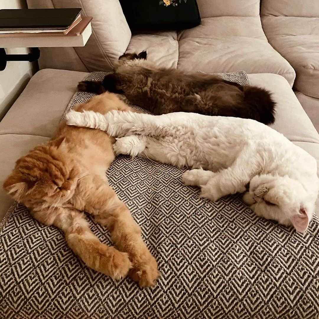 ケイティ・キャシディさんのインスタグラム写真 - (ケイティ・キャシディInstagram)「Sleeping angels 😻 (I should've been cast as Cat Woman)」2月5日 3時09分 - katiecassidy